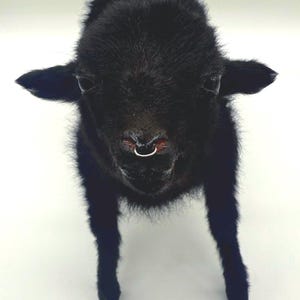 K&ouml;nnte beinhalten: Nahaufnahme eines schwarzen Lamms mit silbernem Nasenring. Das Lamm hat dunkles, flauschiges Fell und kleine Ohren. Das Tier steht auf einer wei&szlig;en Oberfl&auml;che.
