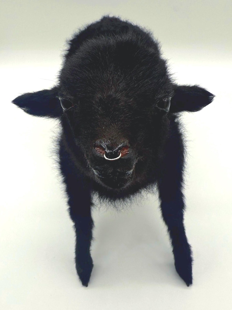 K&ouml;nnte beinhalten: Nahaufnahme eines schwarzen Lamms mit silbernem Nasenring. Das Lamm hat dunkles, flauschiges Fell und kleine Ohren. Das Tier steht auf einer wei&szlig;en Oberfl&auml;che.