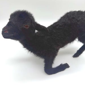 K&ouml;nnte beinhalten: Ein schwarzes Lamm mit lockigem Fell steht auf einer wei&szlig;en Oberfl&auml;che. Das Lamm hat kleine Ohren, ein dunkles Gesicht und rote Augen. Das Lamm befindet sich in einer Gehposition, wobei seine Beine leicht angewinkelt sind.