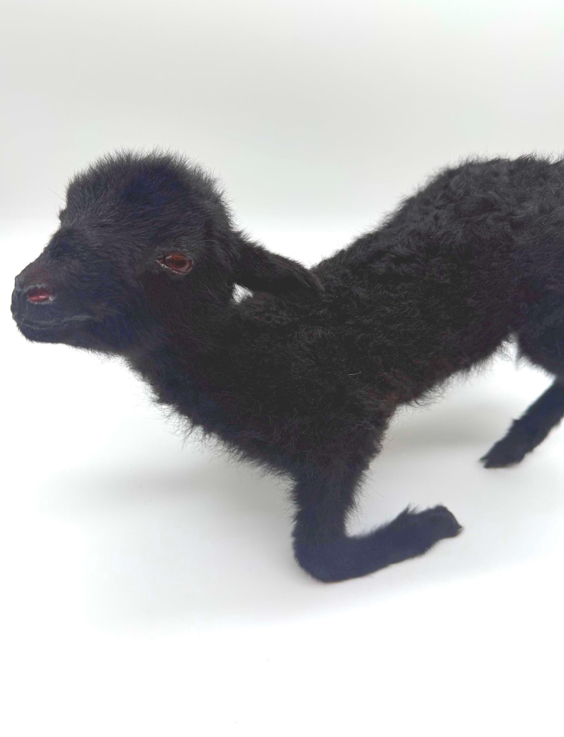 K&ouml;nnte beinhalten: Ein schwarzes Lamm mit lockigem Fell steht auf einer wei&szlig;en Oberfl&auml;che. Das Lamm hat kleine Ohren, ein dunkles Gesicht und rote Augen. Das Lamm befindet sich in einer Gehposition, wobei seine Beine leicht angewinkelt sind.