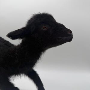 K&ouml;nnte beinhalten: Nahaufnahme eines schwarzen Lamms vor wei&szlig;em Hintergrund. Das Lamm hat dunkles Fell, eine kleine Nase und braune Augen. Das Lamm blickt nach rechts, Kopf und Vorderbeine sind sichtbar.