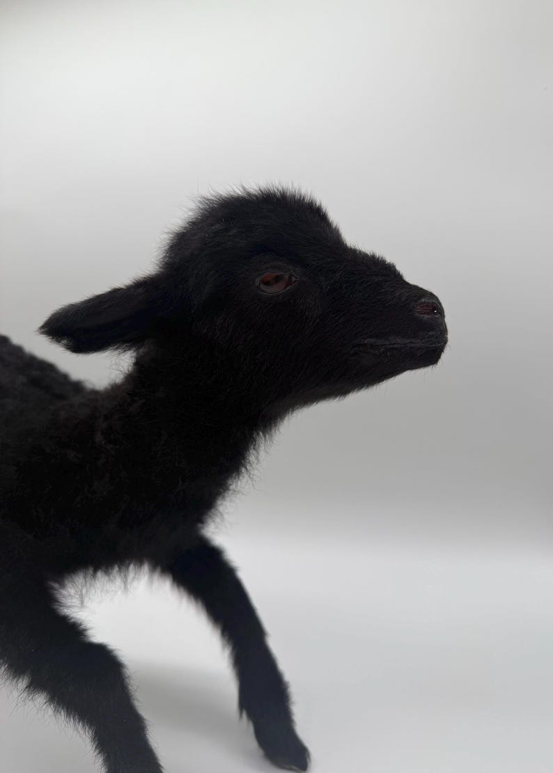 K&ouml;nnte beinhalten: Nahaufnahme eines schwarzen Lamms vor wei&szlig;em Hintergrund. Das Lamm hat dunkles Fell, eine kleine Nase und braune Augen. Das Lamm blickt nach rechts, Kopf und Vorderbeine sind sichtbar.