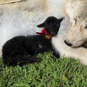 May include: A black lamb with a red ribbon and a gold bell around its neck rests on a bed of green grass, nestled next to a large, fluffy, white and gray animal. The lamb's dark fur contrasts with the lighter fur of the other animal.