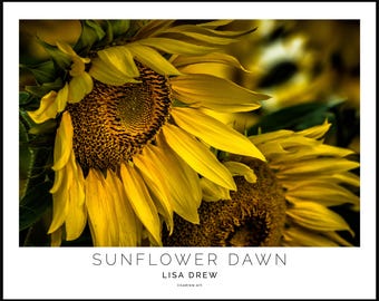 Sunflower Macro Photography Print • State Fair Art, Morning Light