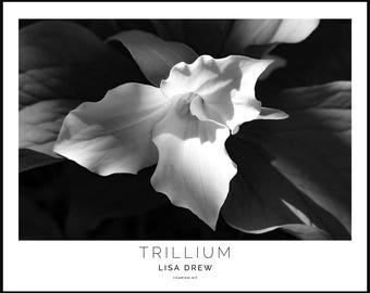 Trillium Flower Print • Black & White Botanical Photo, Cottagecore Wall Art (20x16 Landscape Poster)