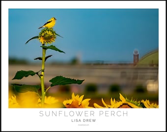 Goldfinch Sunflower Art Print • Rustic Barn Landscape, Summer Nature