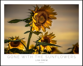 Sunflower Photography Print • Gone with the Sunflowers
