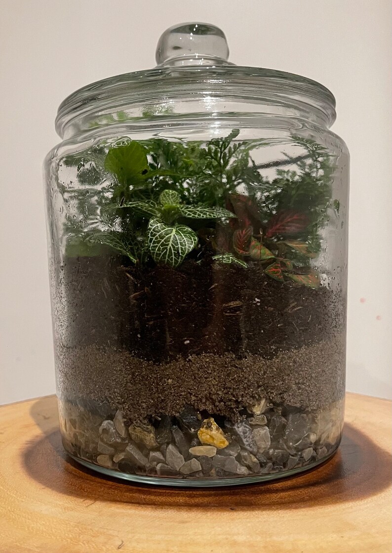 DIY Large Terrarium Indoor Plant Display 1 Gallon Glass Etsy