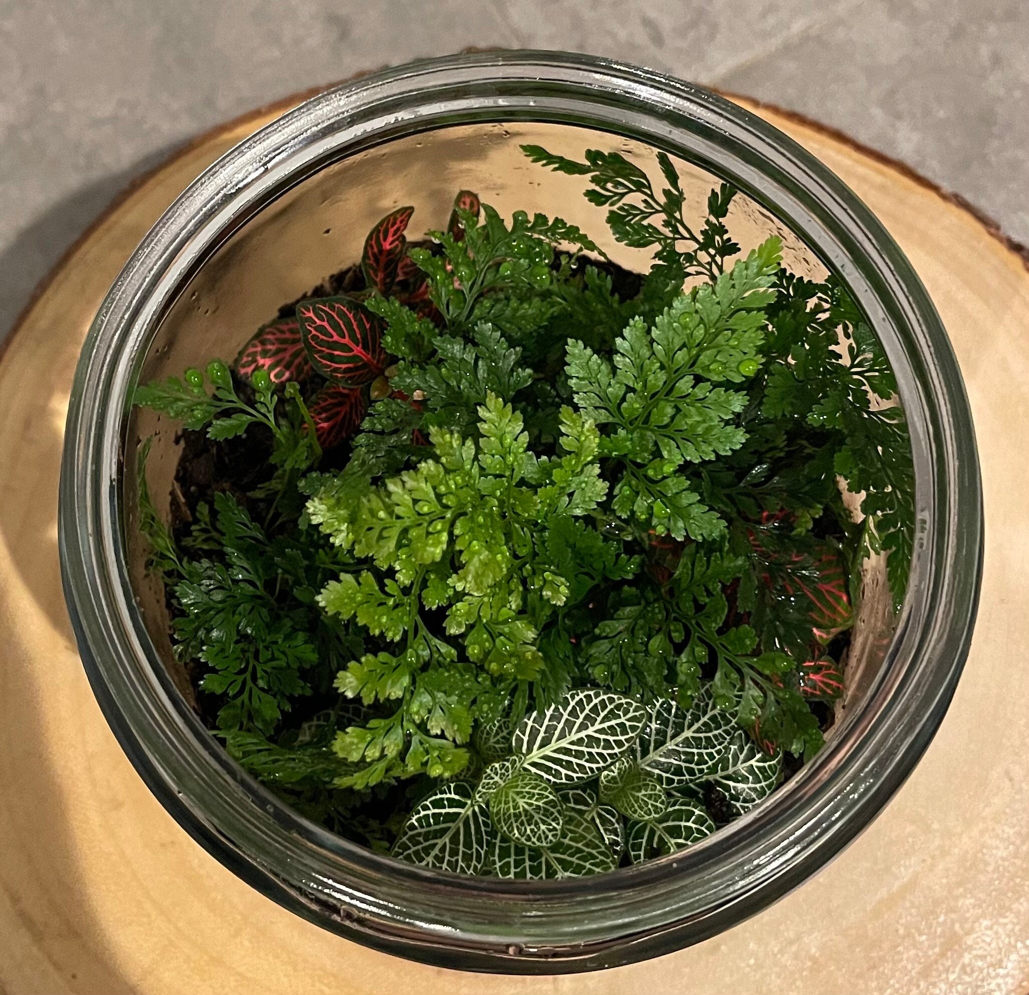 DIY Large Terrarium Indoor Plant Display 1 Gallon Glass Etsy