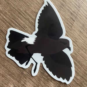 L'adesivo della procellaria delle tempeste di Flying Leach