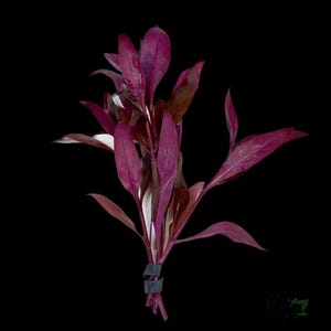 May include: A bunch of deep red aquatic plants with long, narrow leaves. The plants are tied together at the base with a black rubber band.