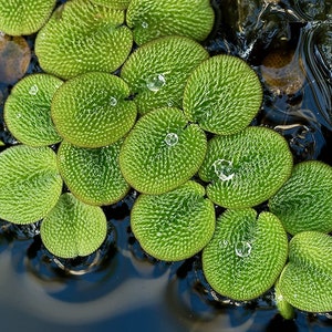 Salvinia Minima floating live aquarium plant beautiful plant for pond or aquarium