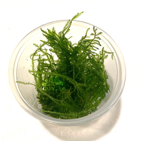 Mini Christmas Taiwan Moss In Cup Portion Live Aquarium Plants Freshwater JavaLive aquatic plants