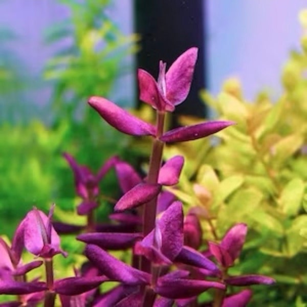 Bacopa Salzmannii Deep Purple Rare Live Freshwater Aquarium Plant