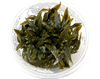 Cryptocoryne Wendtii Broadleaf Tissue CultureLive aquatic plants