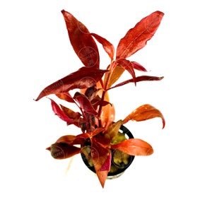 Alternanthera reineckii 'Mini' Pot Freshwater Live Aquarium Plants Red Pink EasyLive aquatic plants image 2