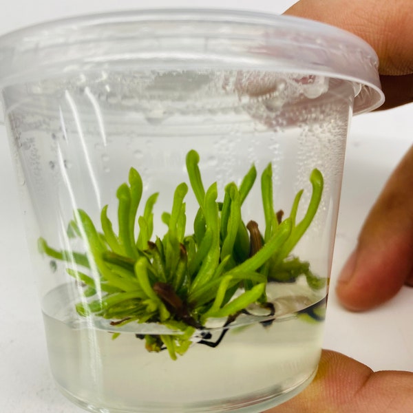 Heliamphora Minor In Tissue Culture