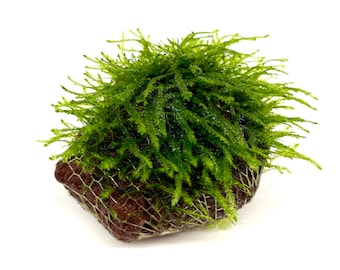 Taiwan Moss on Volcanic Rock for Aquarium Freshwater easy plant aquascape mini christmas