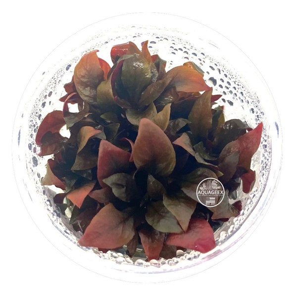 Alternanthera Reineckii Rosaefolia Red Purple Pink Tissue Culture Live Aquarium Plants MiniLive aquatic plants