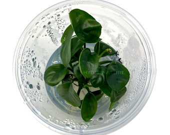 Anubias Nangi Tissue CultureLive aquatic plants