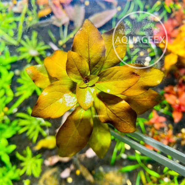 LUDWIGIA REPENS BROAD Leaf - Live FreshWater Aquarium Aquatic Plants- easy plantLive aquatic plants