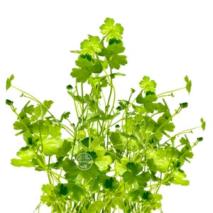 Hydrocotyle tripartita &quot;Dwarf Japan&quot; - Live Aquarium Plants Dwarf PennywortLive aquatic plants