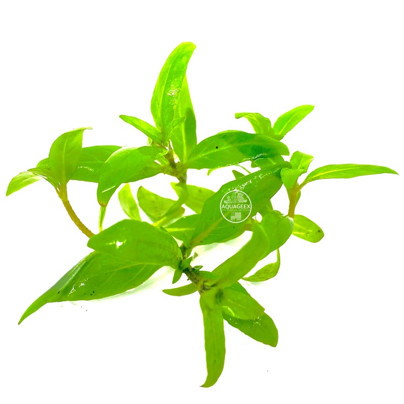 6stems Staurogyne Repens S Repens Live Aquarium Plants Freshwater ...