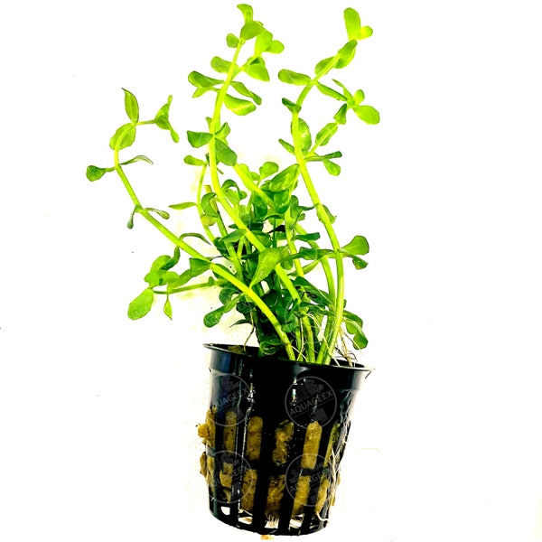 Bacopa monnieri 'Compact' Pot Freshwater Live Aquarium Plants Easy green