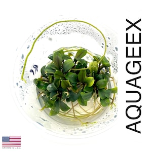 Bucephalandra Red Phantom Tissue Culture Rare Live Aquarium Plants Aquatic Freshwater Plants EasyLive aquatic plants