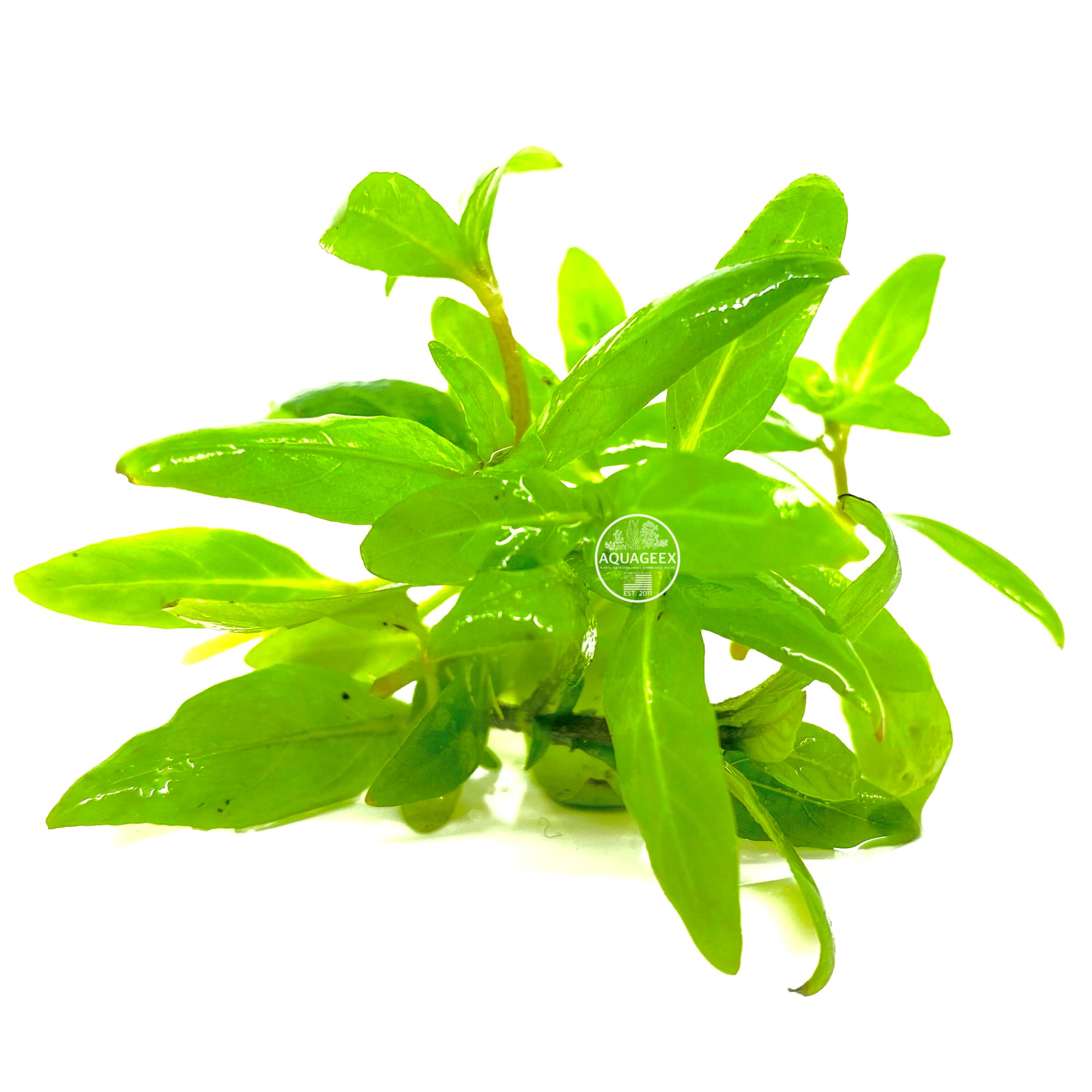 6stems Staurogyne Repens S Repens Live Aquarium Plants Freshwater ...