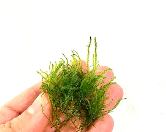Taxiphyllum alternans - Taiwan Moss Easy Live Aqurium Plants Mini Weeping MossLive aquatic plants