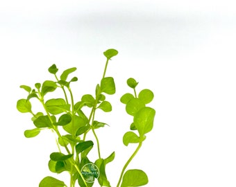 Lysimachia Nummularia | Creeping Jenny Live Aquarium Plants Aquatic Freshwater EasyLive aquatic plants