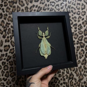 May include: A preserved leaf insect specimen displayed inside a square black shadow box frame. The insect has a pale green, leaf-like body with intricate vein patterns and symmetrical wing structures, mounted against a solid black background.