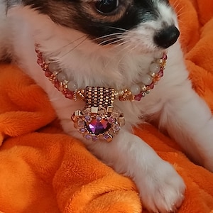 Colors for pets