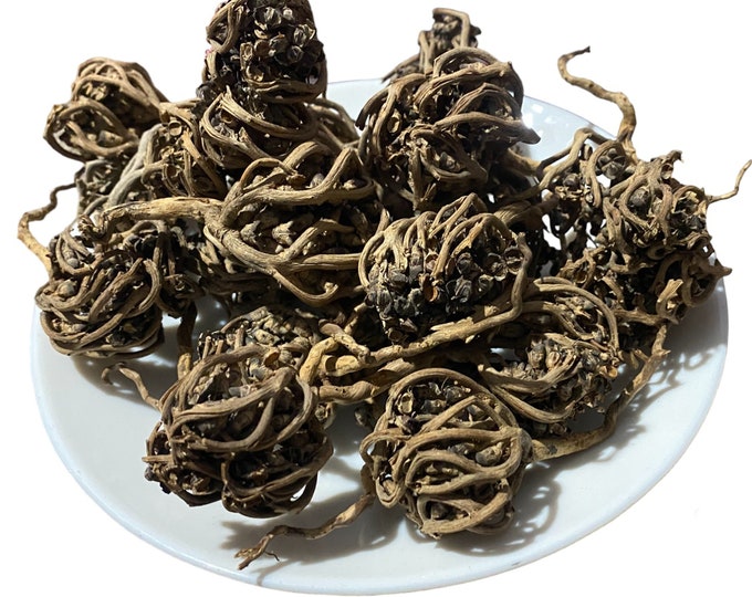 Shajarat Maryam: The Sacred Plant of Feminine Harmony | Palm of Mary | Rose of Jericho | عشبة كف مريم | Chajarat Maryam | Lalla Mariam