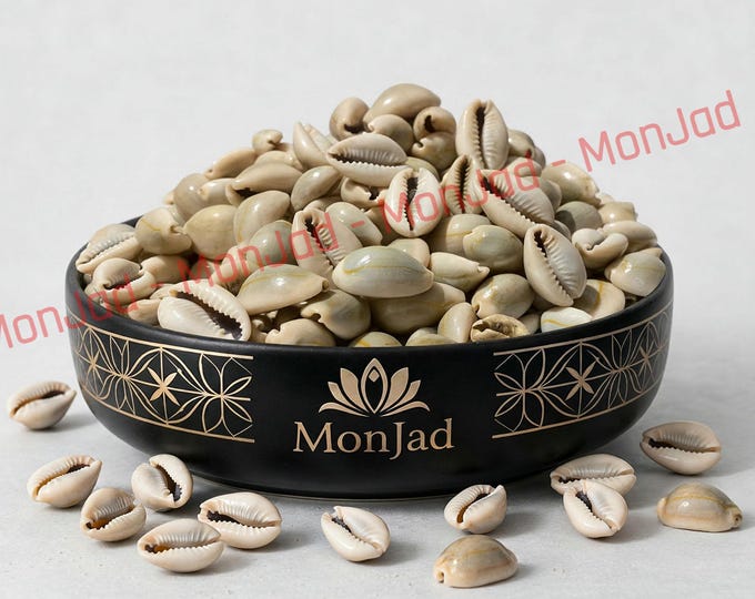 Natural whole cowrie shells - El Wadaa - El ouadaa - African shell beads al wadaa - cypresses - wedaa - الودعة