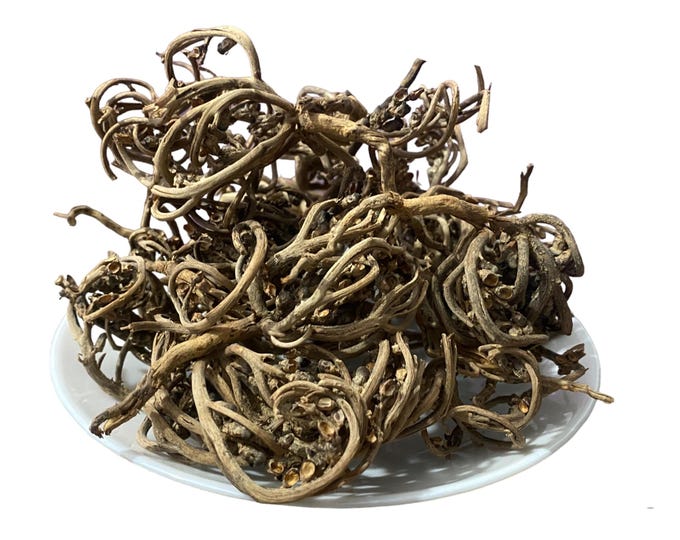 Shajarat Maryam: The Sacred Plant of Feminine Harmony | Palm of Mary | Rose of Jericho | عشبة كف مريم | Chajarat Maryam | Lalla Mariam