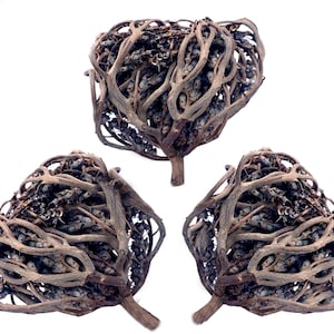 Maryam flower, rose of Jericho, Anastatica Hierochuntica, kaf maryam, rose of Mary, organic desert plant