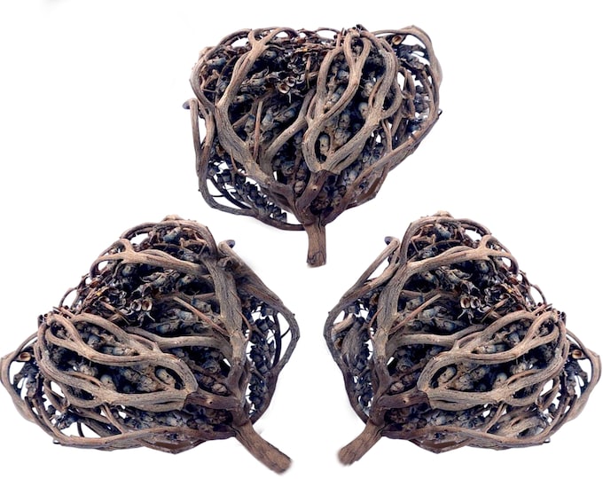 Shajarat Maryam: The Sacred Plant of Feminine Harmony | Palm of Mary | Rose of Jericho | عشبة كف مريم | Chajarat Maryam, Lalla Mariam