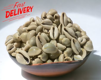 Cauris entier naturels - El Wadaa - El ouadaa - perles de coquillages africains al wadaa - cyprées - wedaa - الودعة