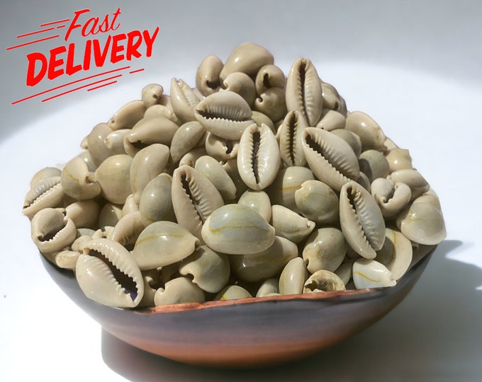 Natural whole cowries - El Wadaa - El ouadaa - African shell beads al wadaa - cyprees - wedaa - الودعة