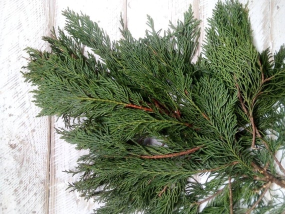 Fresh Branches, Evergreen Branches, Leylandii, Rustic Wood, Wreath