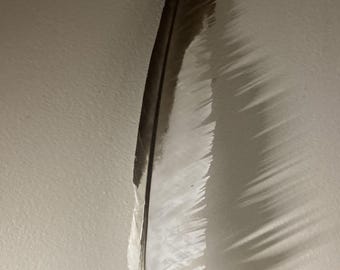 Seagull Feather Pen