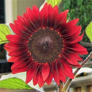 Sunset Red  sunflower seeds, Professional quality seeds
