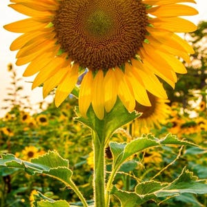 High Stem sunflower seeds, Professional quality seeds