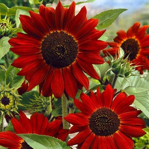 Velvet Queen sunflower seeds, Professional quality seeds