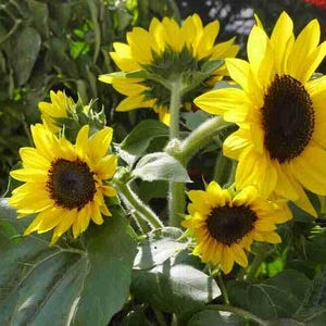 Multi  head sunflower seeds, Professional quality seeds