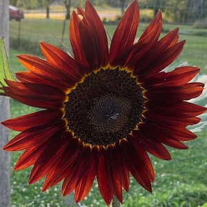 Chocolate Cherry sunflower seeds, Professional quality seeds
