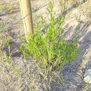 French Tarragon 2 oz dried, scientifically known as Artemisia dracunculus var. sativa