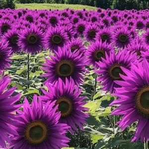 Purple sunflower seeds, Professional quality seeds